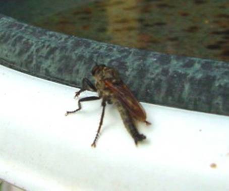 ameisenwespe10_A3a.JPG