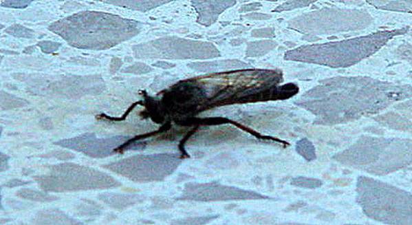 ameisenwespe11_A1a 2011.06.29. 19-20-06.JPG
