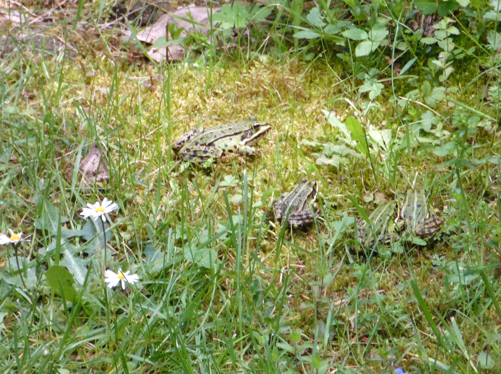 regenwurm12_A3a 2012.01.11. 13-53-29.JPG