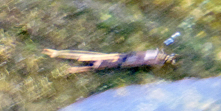 schwanzmeise10_A1a.JPG