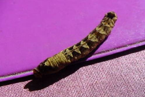 z-raupe09_8a 2009.09.01. 11-51-00.JPG