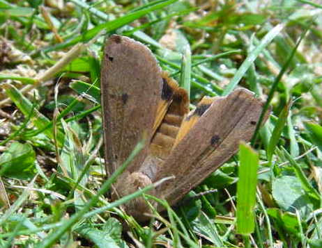 x-falter12_3a.JPG