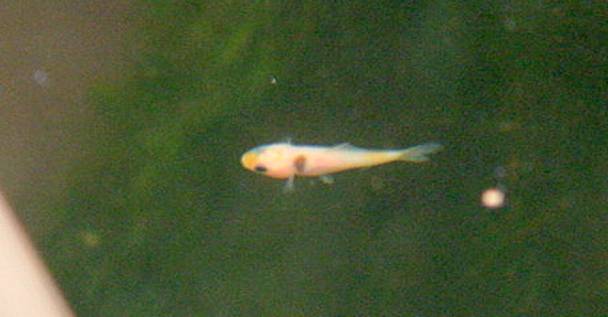 fisch-nachwuchs10_A3a 2010.11.20. 13-45-44.JPG