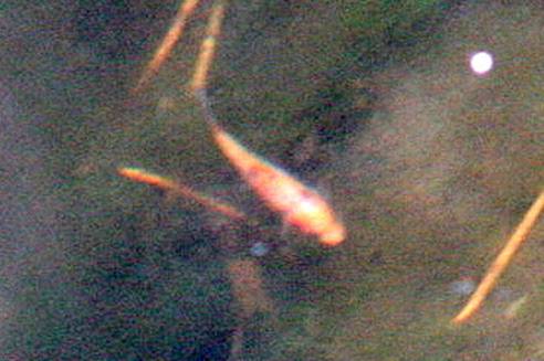 fisch-nachwuchs10_B1a 2010.11.20. 13-44-27.JPG