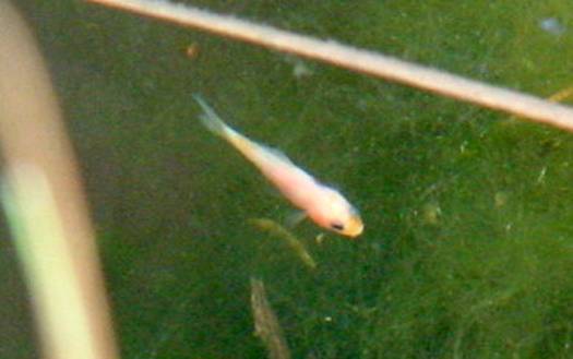 fisch-nachwuchs10_A2a 2010.11.20. 13-43-45.JPG