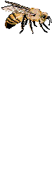 Biene