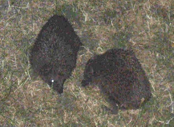 igel-paarung1a
