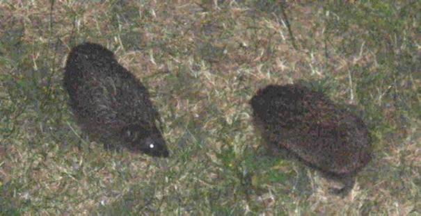 igel-paarung2a