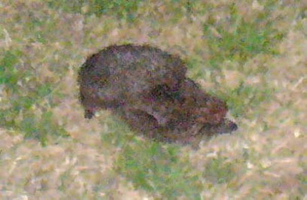 igel-paarung3a