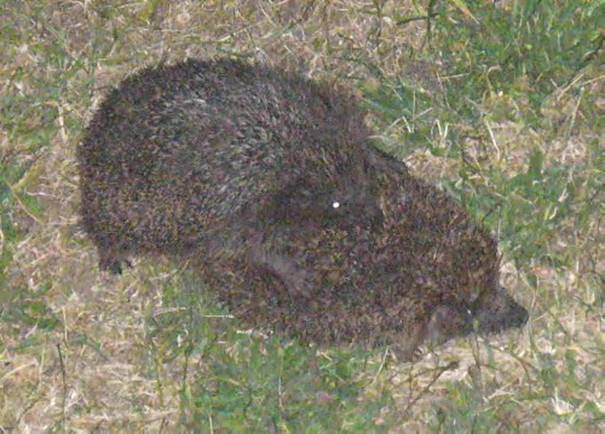 igel-paarung4a