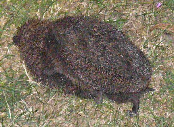 igel-paarung6a