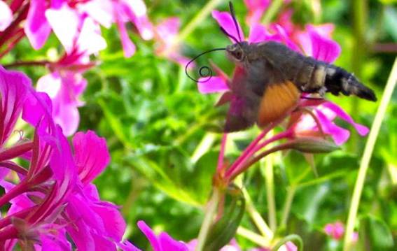 kolibri-schwaermer_schillinger_a