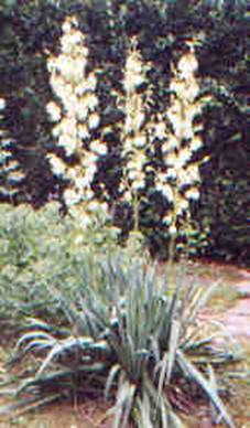 yucca2