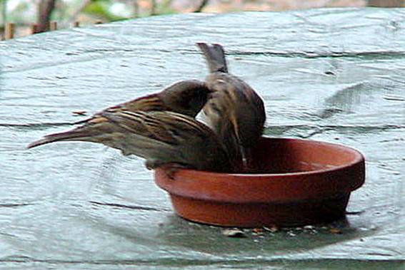 spatz11_B5a 2011.02.01. 12-19-59.JPG