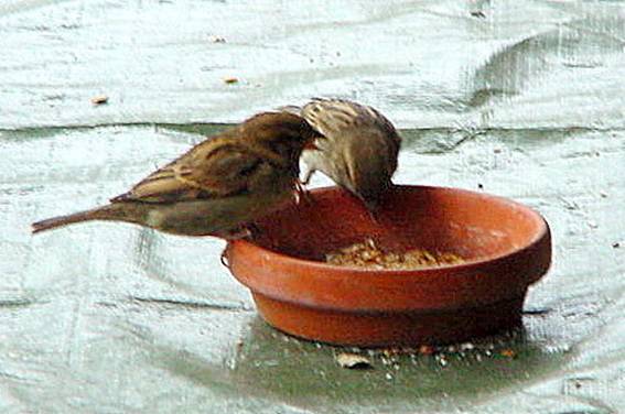 spatz11_B6a 2011.02.01. 12-20-27.JPG