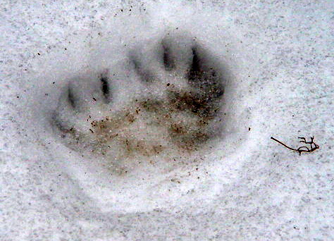 steinmarder09_A3a.JPG