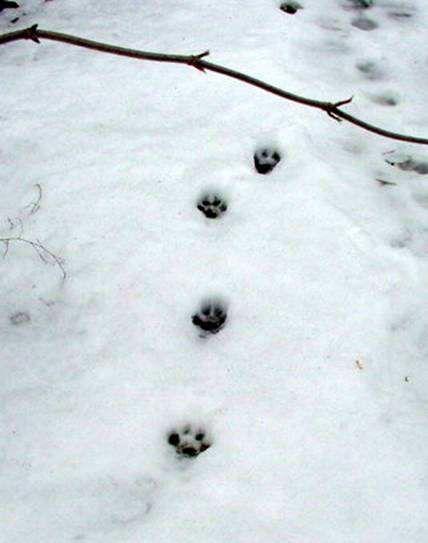 schneespuren09_3a.JPG