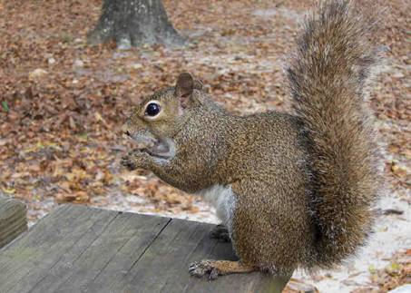 squirrel_von_sabine_a