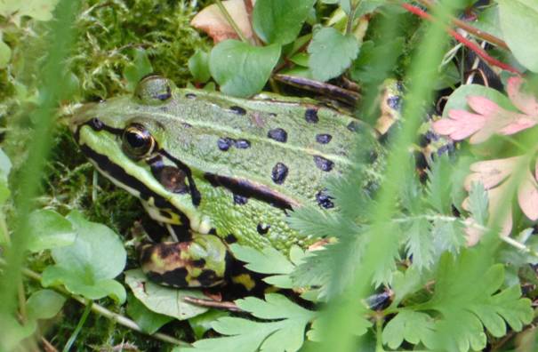 teichfrosch13_d6a.JPG