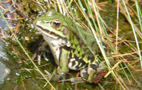 teichfrosch13_d2a.JPG