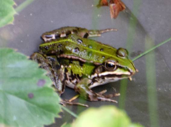 teichfrosch13_d4a.JPG