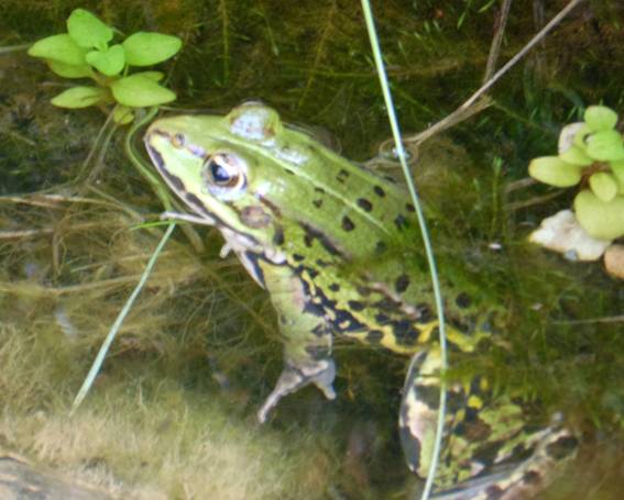 teichfrosch13_d4_2a.JPG