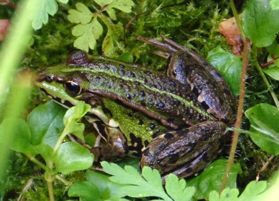 teichfrosch13_d5_1a.JPG