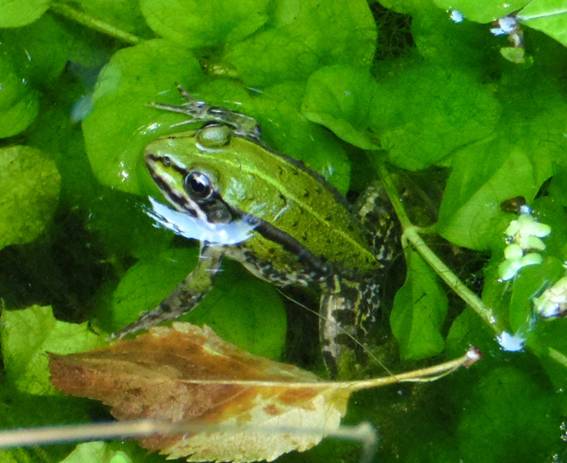 teichfrosch13_d6_1a.JPG