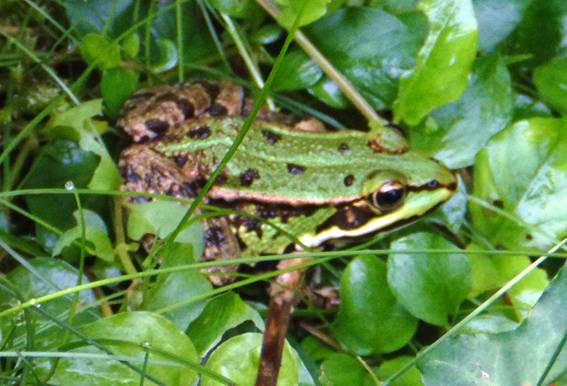 teichfrosch13_d7_1a.JPG