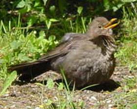 amsel1a_sonnbad